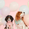 Foggy Dog - Yay! Birthday Bandana Aqua/Pink (Reversible)