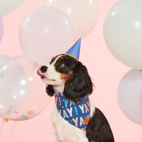 Foggy Dog - Yay! Birthday Bandana Navy/Aqua (Reversible)