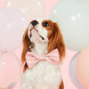 Foggy Dog - Yay! Birthday Bow Tie (Pink Sprinkles)